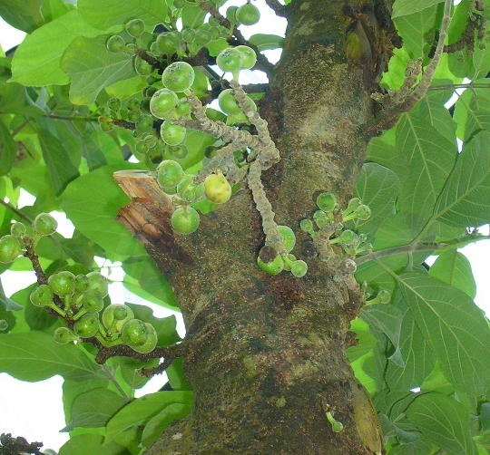 Ficus hispida